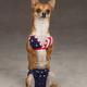 Illustration for article titled The 40 Sluttiest Dog Halloween Costumes